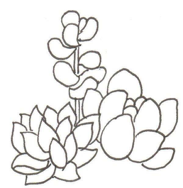 多肉的简笔画怎么画 多肉的简笔画图片