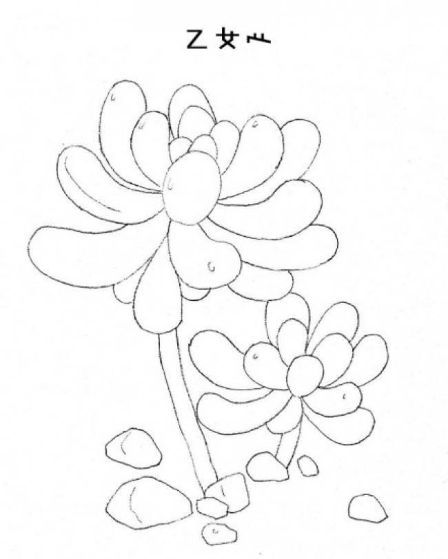 多肉简笔画 多肉简笔画图片大全