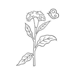 烟草花简笔画 烟草花简笔画简单又漂亮