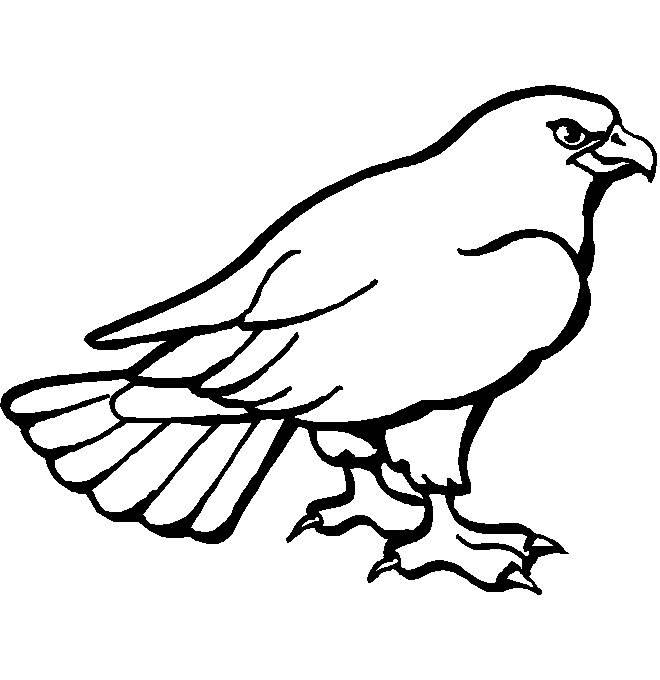 鹰简笔画图片大全 鹰简笔画图片大全霸气