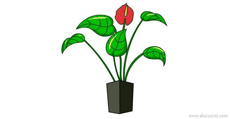 花烛儿童画怎么画 花烛简笔画简单又好看