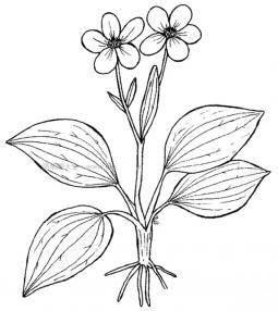 桂花树简笔画 桂花树简笔画儿童画