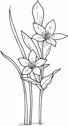 植物图片简笔画 本草纲目植物图片简笔画