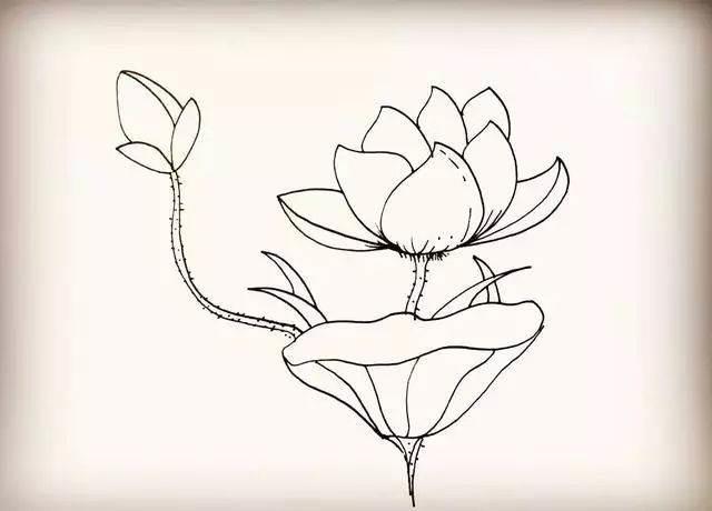 莲花简笔画 莲花简笔画简单又好看