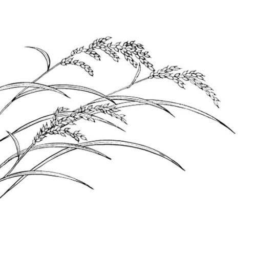 稻穗简笔画 稻穗简笔画图片