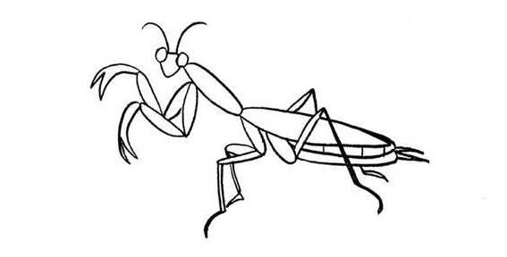 螳螂简笔画 螳螂简笔画简单