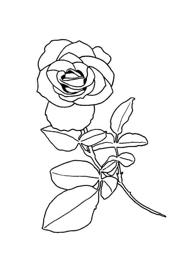 花简笔画 花简笔画简单漂亮