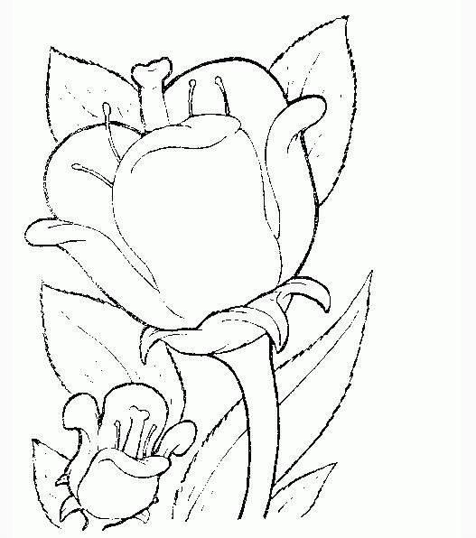 画花简笔画 如何画花简笔画