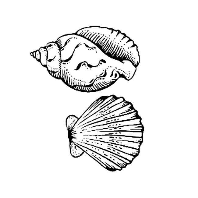 贝壳简笔画 贝壳简笔画儿童画