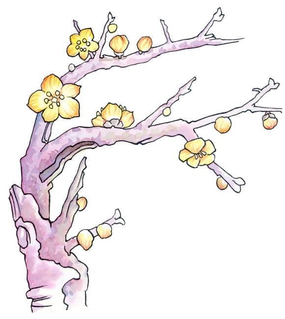 腊梅简笔画图片 腊梅简笔画彩色