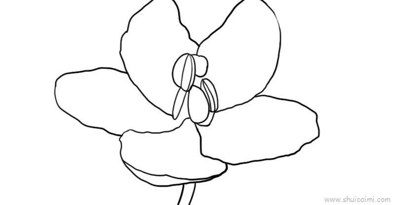梅花草儿童画怎么画 梅花草简笔画图片