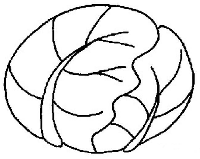包菜简笔画 绿色尖包菜简笔画