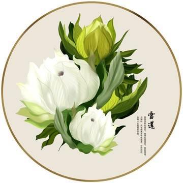 雪莲花简笔画 雪莲花简笔画图片大全