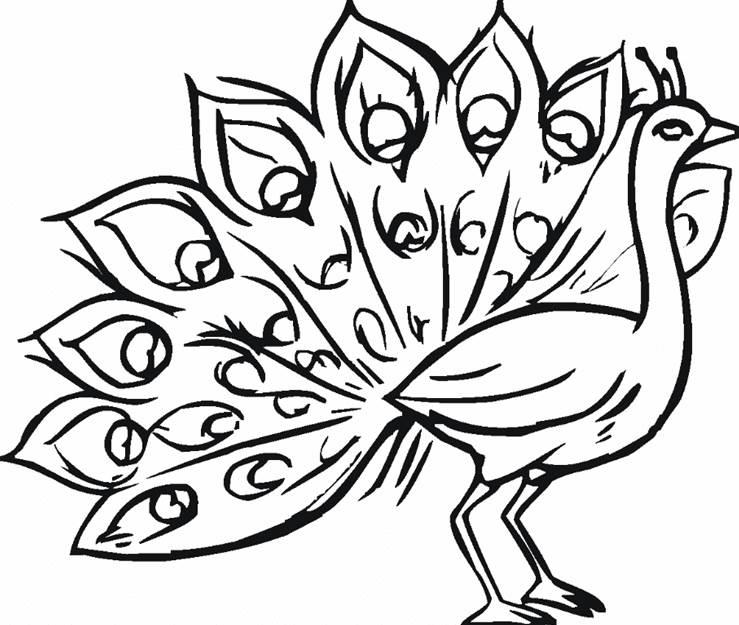 孔雀简笔画图片大全 孔雀简笔画图片大全可爱