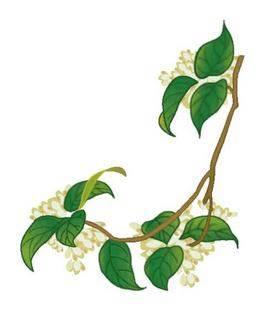 桂花树 简笔画 桂花树简笔画彩色