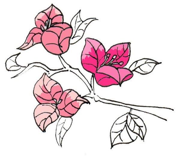 三角梅的简笔画怎么画 三角梅的简笔画好看