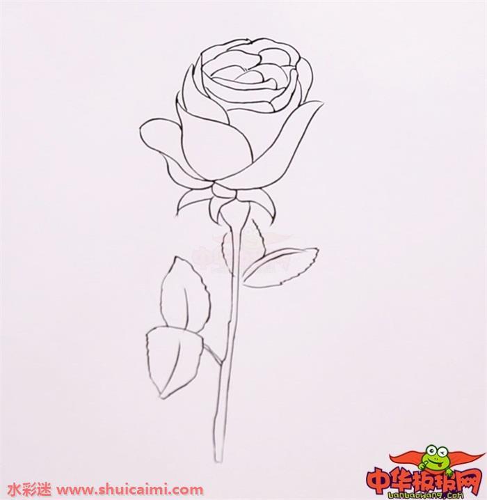 玫瑰花怎么画 玫瑰花简笔画步骤图