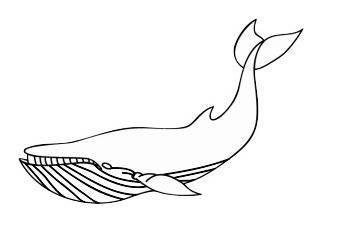 蓝鲸简笔画 蓝鲸简笔画图片大全