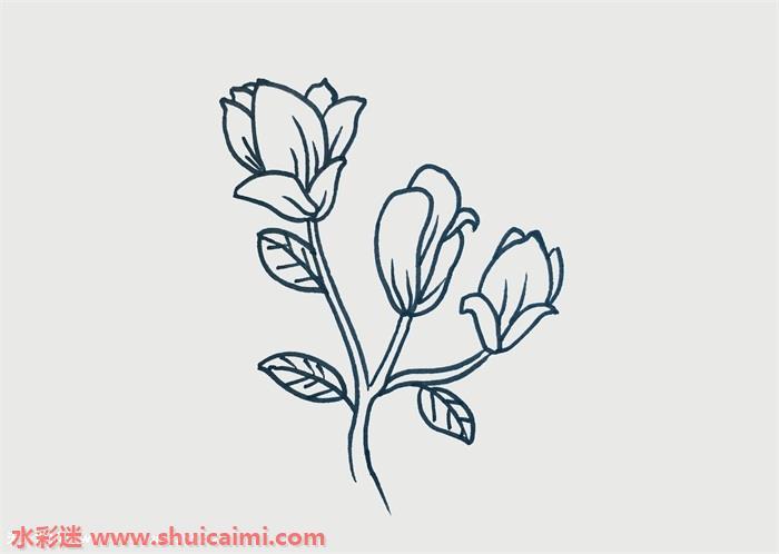 玉兰花怎么画 玉兰花简笔画步骤