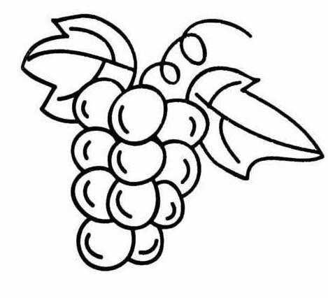 葡萄简笔画图片大全 葡萄简笔画图片大全带颜色
