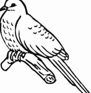 小鸟简笔画图片大全 小鸟简笔画图片大全彩色