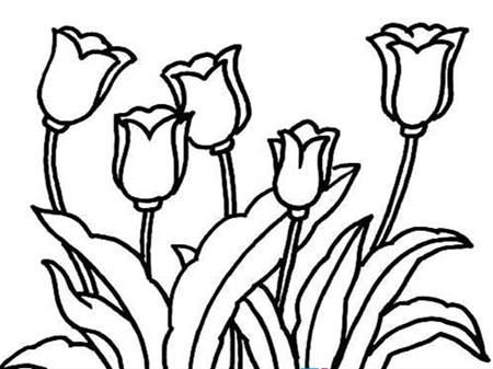 花丛简笔画 花丛简笔画彩色