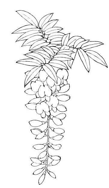 紫藤萝简笔画 紫藤萝简笔画简单又好看