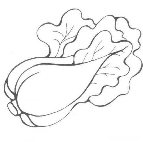白菜简笔画 白菜简笔画图片带颜色
