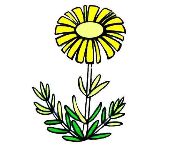 菊花的简笔画 菊花的简笔画图片