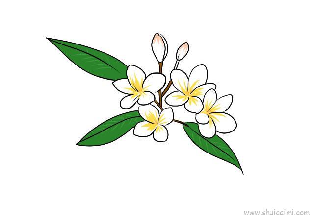 鸡蛋花儿童画怎么画 鸡蛋花简笔画步骤