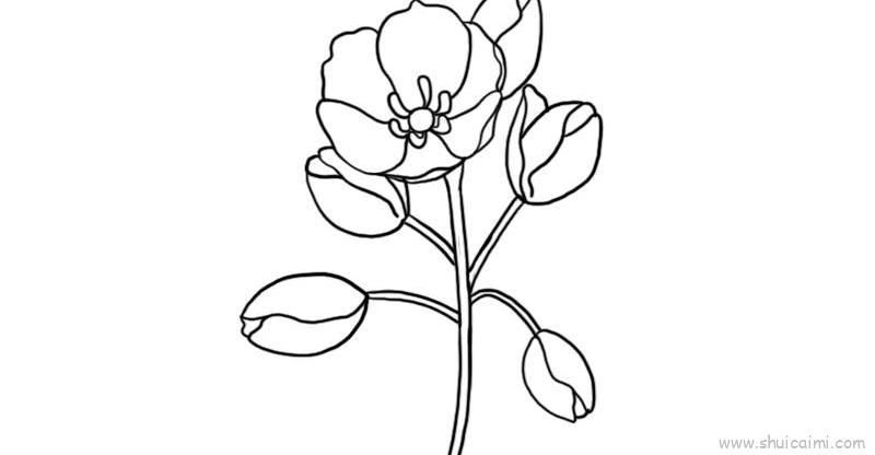 山荷叶花儿童画怎么画 山荷叶花简笔画简单