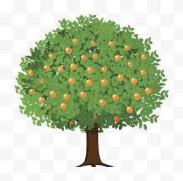 橘子树简笔画 橘子树简笔画图片带颜色