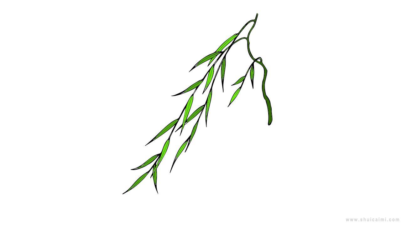 柳枝简笔画怎么画 柳枝简笔画顺序