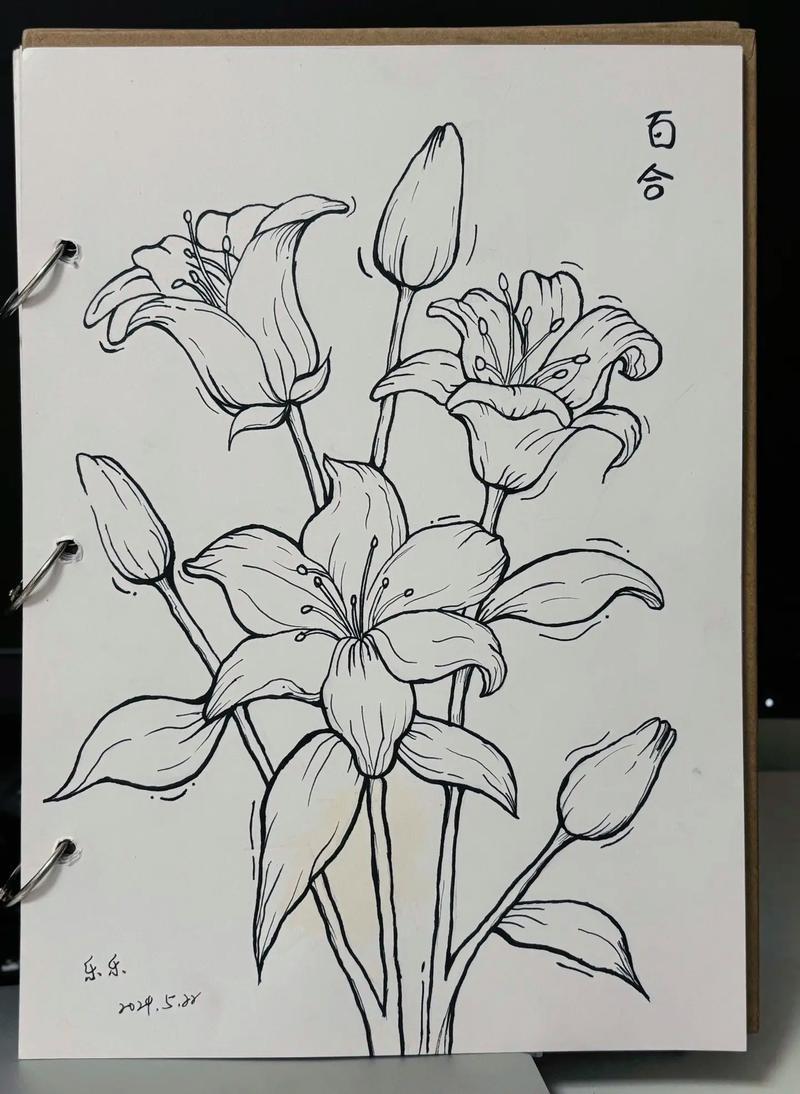 自学画画线描百合没有一朵花从一开始就是花临摹抖音