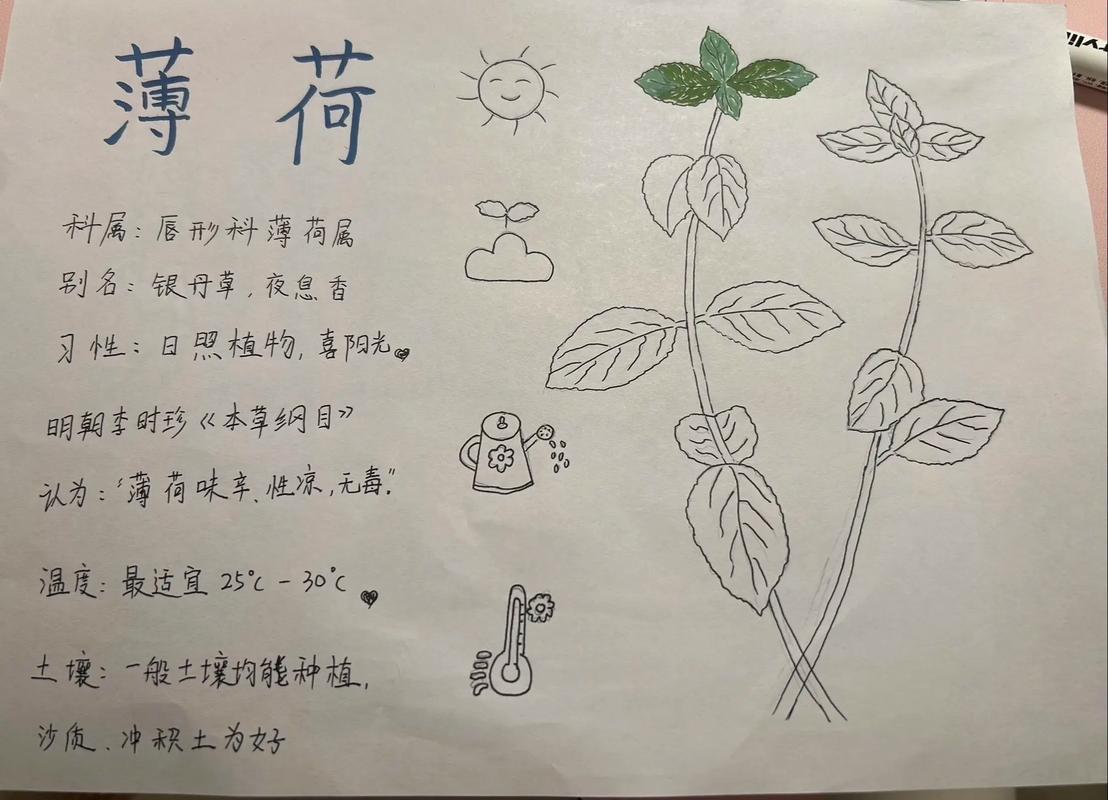 薄荷小报用尽洪荒之力欢迎借鉴zzzzz手工di抖