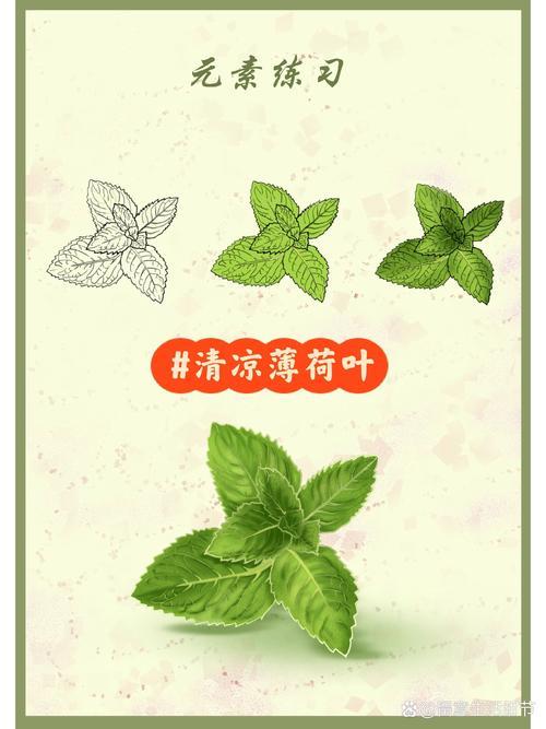 插画元素练习步骤画法3薄荷叶
