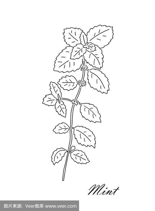 在白色背景上分离的薄荷茶草本植物