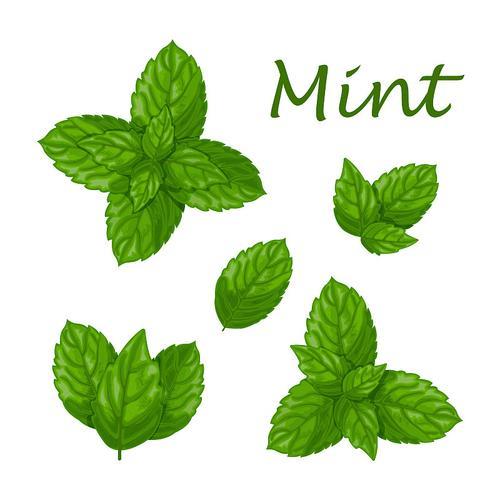 薄荷插画插画薄荷插画手绘插画设计网