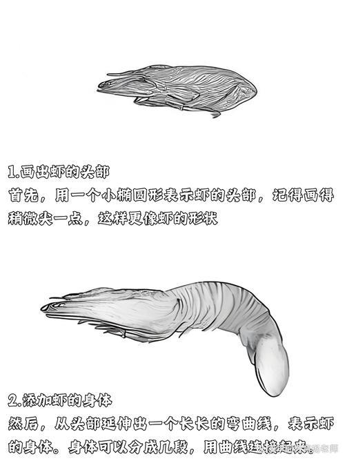 虾的简笔画