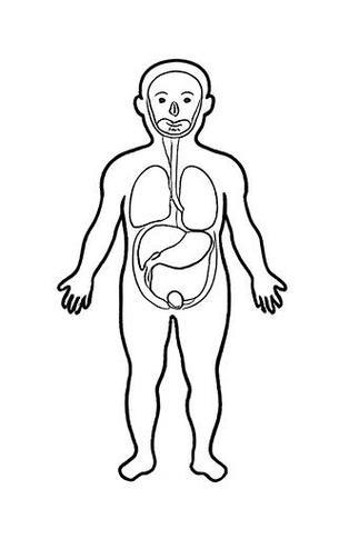 人体结构图简笔画