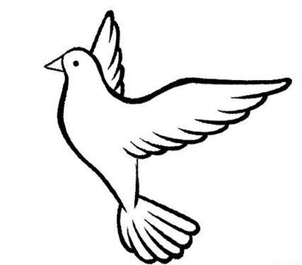 鸽子简笔画