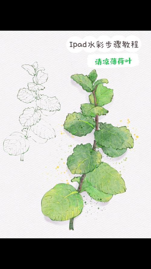 宝贝们夏天薄荷叶的绘画步骤来咯