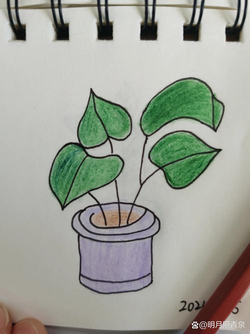 超级简单的绿萝盆栽简笔画有线稿