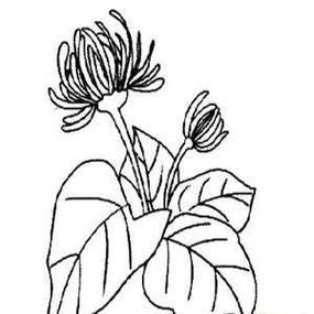花儿凋谢了简笔画简笔画枯萎凋谢的花儿童简笔画玫瑰步骤教程用心画