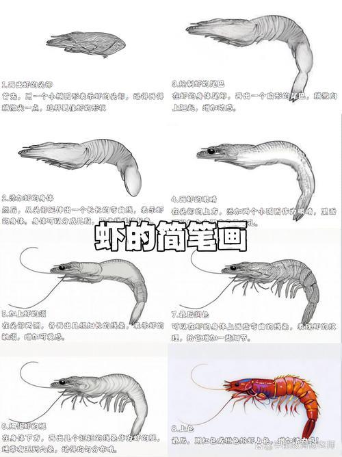 虾的简笔画