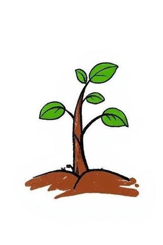 发芽的小树简笔画