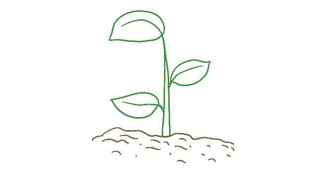 发芽的简笔画怎么画