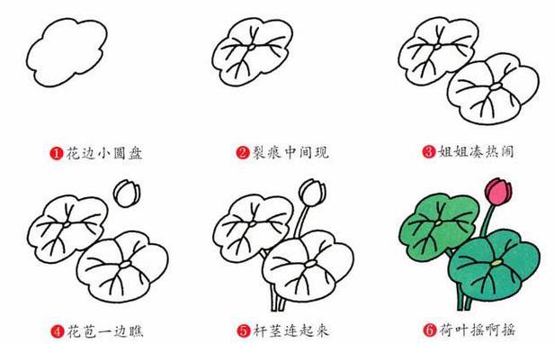 荷花的生长过程4幅图简笔画