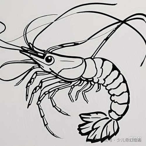 大虾简笔画活动教程