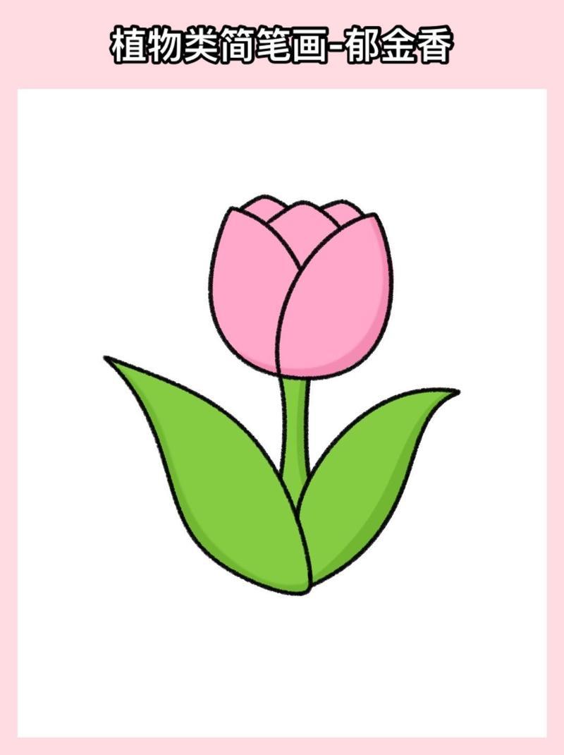郁金香简笔画